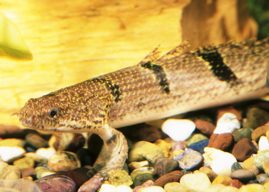 Polypterus delhezi